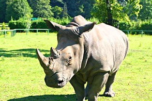 Śląski Ogród Zoologiczny w Chorzowie