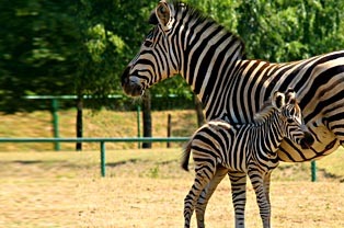 Miejski Ogród Zoologiczny w Gdańsku