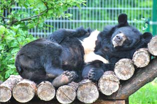 Ogród Zoobotaniczny w Toruniu