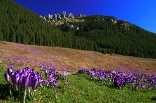 Dolina Chochołowska Zakopane - Tatry